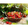Fraises (250g)