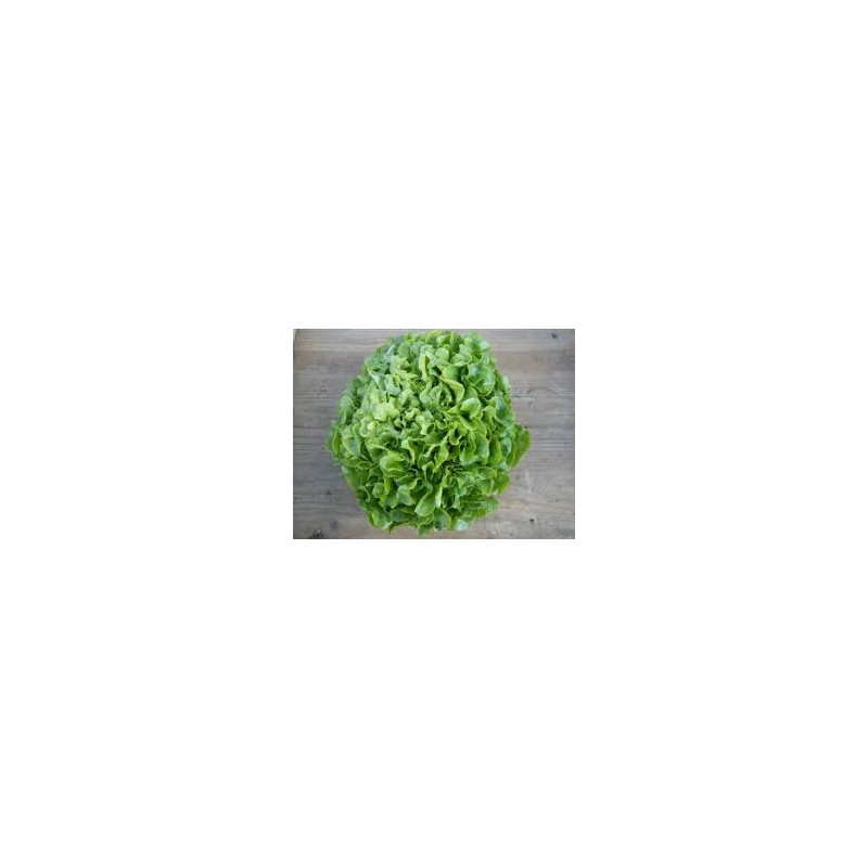 Feuille de chene verte Feuille de chene verte