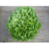 Feuille de chene verte