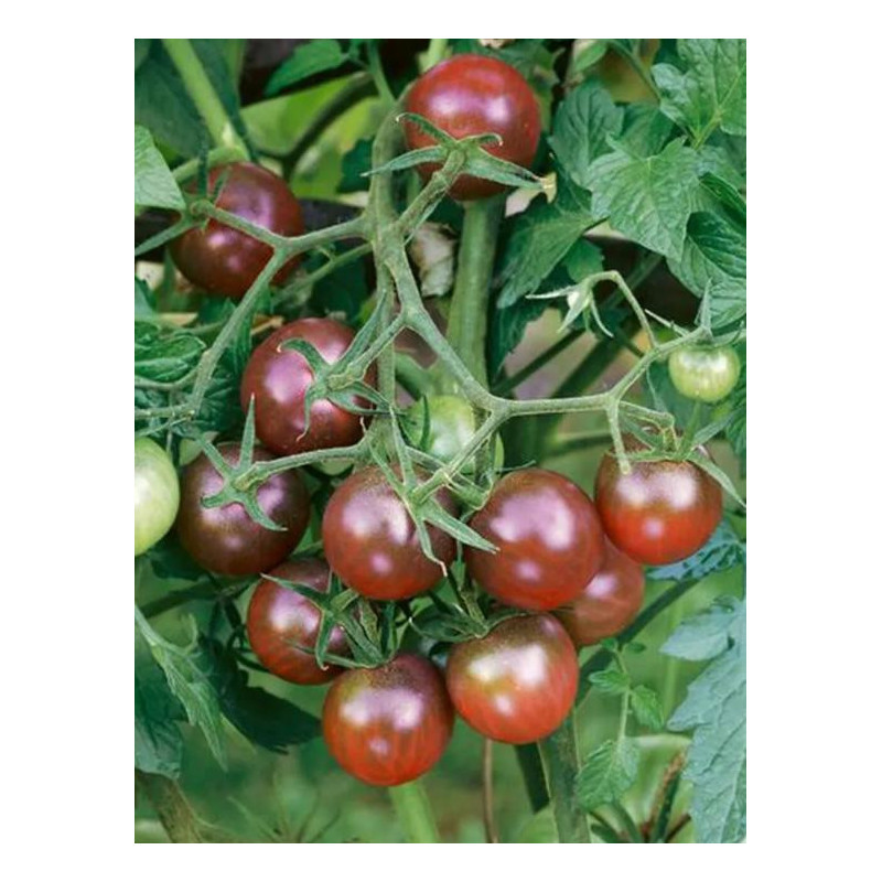 Plant tomate cerise "brown berry" Plant tomate cerise "brown berry"