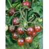 Plant tomate cerise "brown berry"