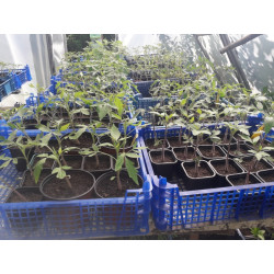 Plant tomate brandywine rouge