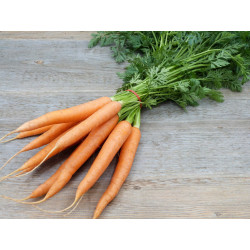 🍃 Carottes nouvelles (Bio)