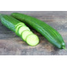 Concombre long