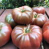 Tomate Noir de Crimée
