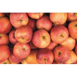 Pomme Gala