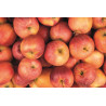 Pomme Gala
