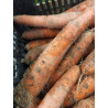 🍃 Carottes non lavées (Bio)