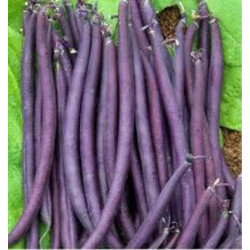 Haricots violets 1kg