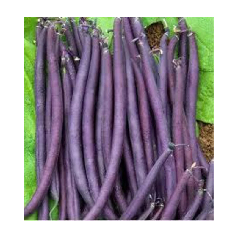 Haricots violets 1kg Haricots violets 1kg