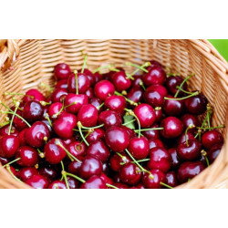 Cerises 500g