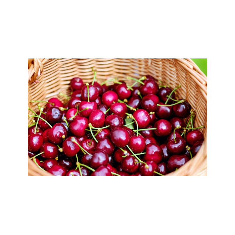 Cerises 500g Cerises 500g