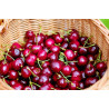 Cerises 500g