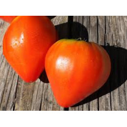 Tomate Coeur de Boeuf