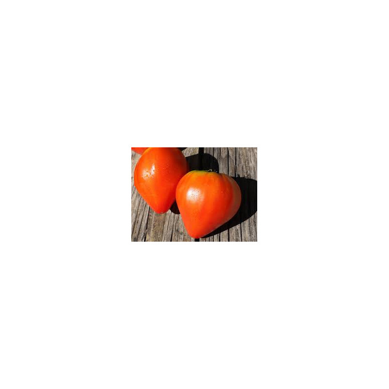 Tomate Coeur de Boeuf Tomate Coeur de Boeuf