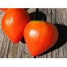 Tomate Coeur de Boeuf