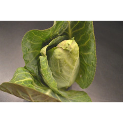 🍃 Chou pointu (Bio)