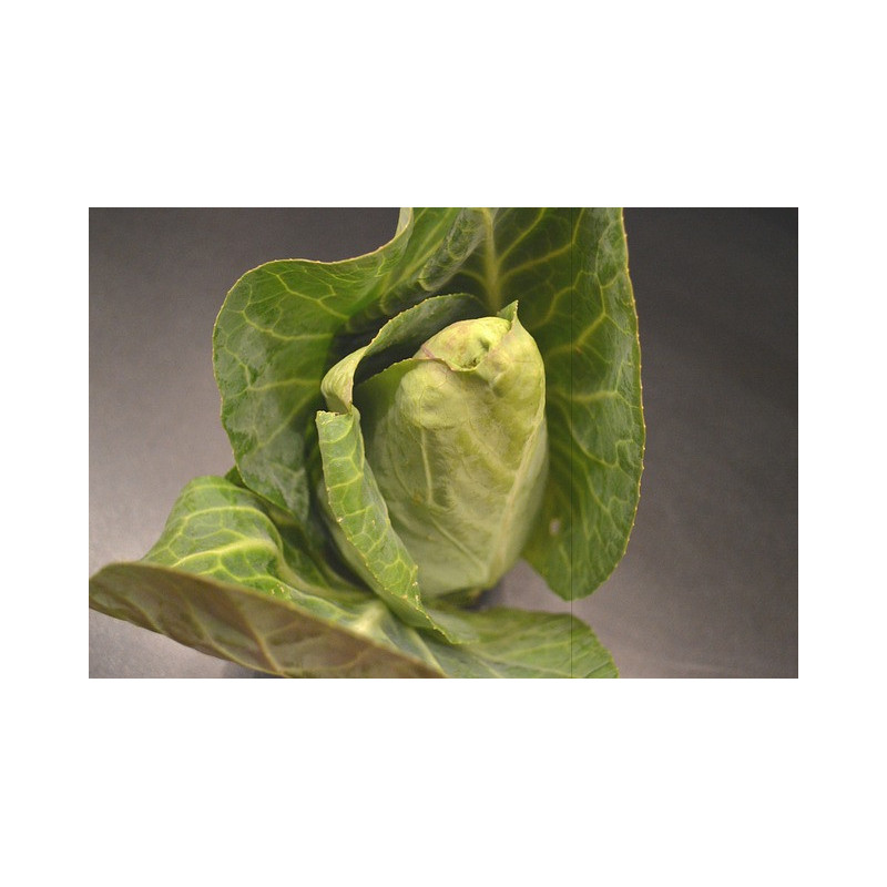 🍃 Chou pointu (Bio)