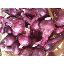 🍃Oignons rouges nouveaux (Bio)