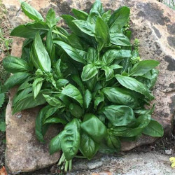 🍃Basilic (Bio)