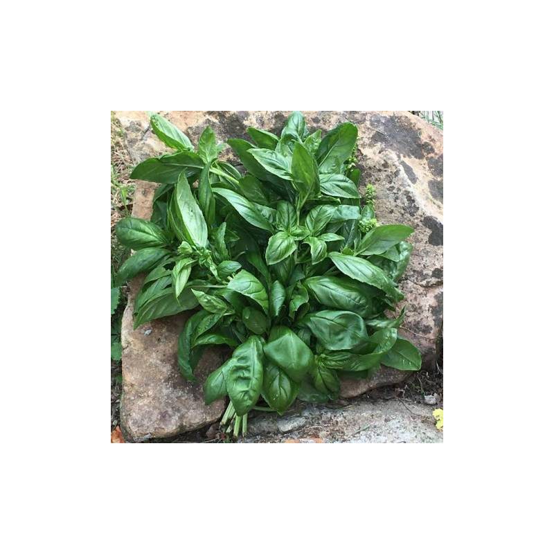 🍃Basilic (Bio)