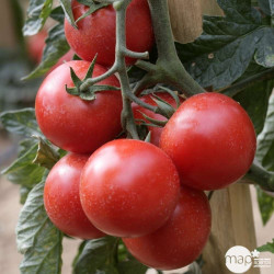 Tomates grappe 1kg