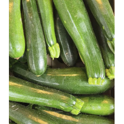 🍃 Courgette (Bio)