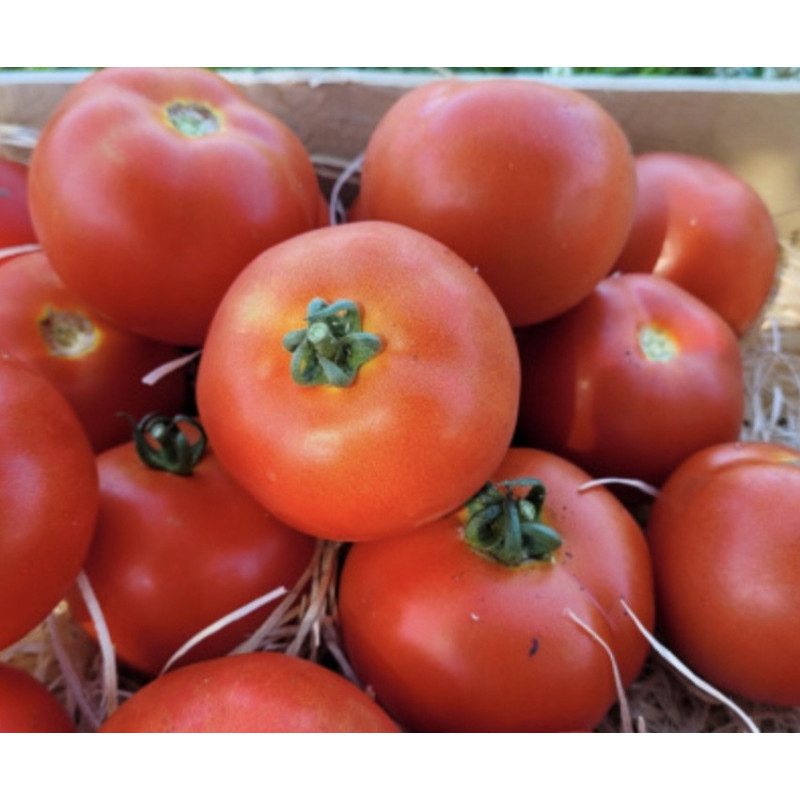 🍃 Tomates rondes (Bio)