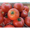 🍃 Tomates rondes (Bio)
