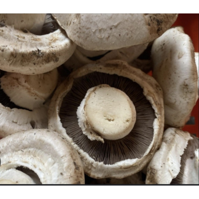 Champignon galipette 500g Champignon galipette 500g