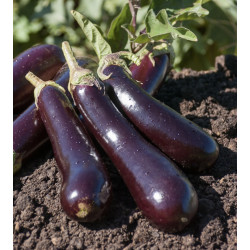 🍃 Aubergine 500g (Bio)