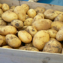 Pomme de terre primeur 5kg