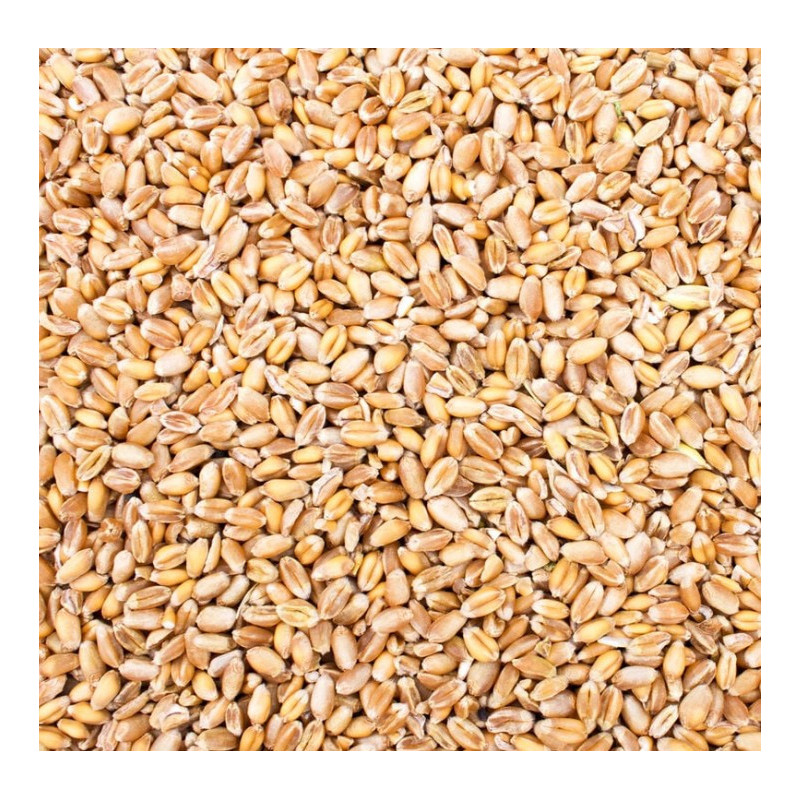 Sac de blé 20kg