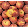 Nectarine 1kg
