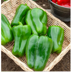 🍃 Poivrons 500g (Bio)