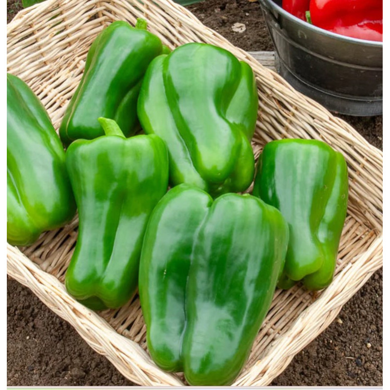 🍃 Poivrons 500g (Bio)