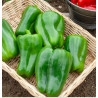🍃 Poivrons 500g (Bio)