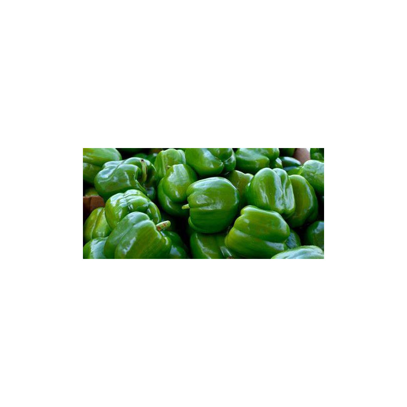 Poivrons verts Poivrons verts