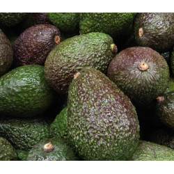Avocat 1 unité