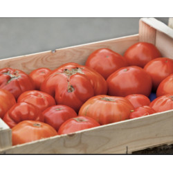 🍃Tomates anciennes 1kg (Bio)