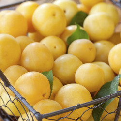 Prune jaune 500g