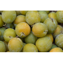Prune Reine Claude 500g