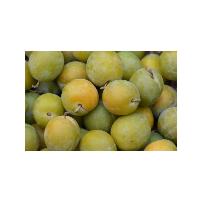 Prune Reine Claude 500g Prune Reine Claude 500g
