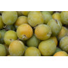 Prune Reine Claude 500g
