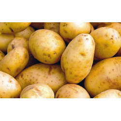 🍃Pommes de terre nouvelles 500g (Bio)