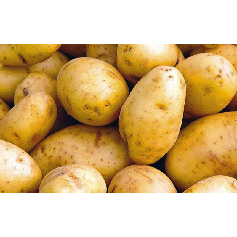 đPommes de terre nouvelles 500g (Bio) đPommes de terre nouvelles 500g (Bio)