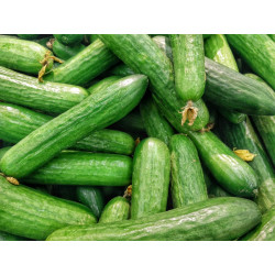 🍃Concombre long (Bio)
