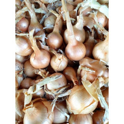 🍃Oignons jaunes 500g (Bio)