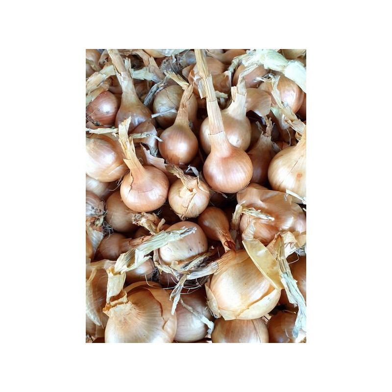 đOignons jaunes 500g (Bio) đOignons jaunes 500g (Bio)