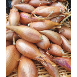 🍃Echalotes 500g (Bio)